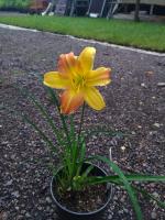 Лилейник (Hemerocallis EveryDaylily Punch Wellow) C2