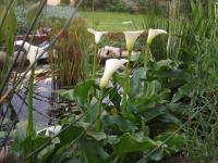 Калла эфиопская Zantedeschia Aethiopica