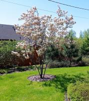 Ирга канадская Amelanchier lamarckii (250-300,WRB 50) V