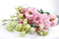 Эустома G Alissa light Pink