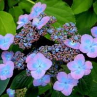 Гортензия пильчатая Hydrangea serrata Veerle