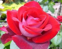 Роза Алелуя 60