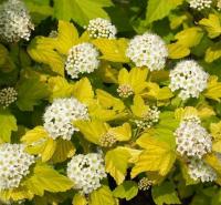 Physocarpus opulifolius Dart's Gold