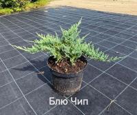 Можжевельник горизонтальный Blue Chip