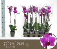 Орхидея Phal Gem 2 ств.