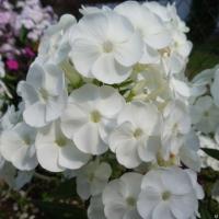 Флокс метельчатый Phlox paniculata 'Danielle' (белый,очень душистый,VII-VIII,Н=60-80см)