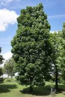 Acer platanoides Columnare