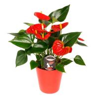 Антуриум Anthurium Andrе Red