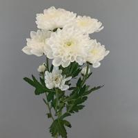 Хризантема Алтай