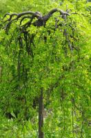 Карагана древовидная Caragana arborescens Walker (180-200PA, WRB) зона 3 Вн С54