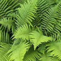 Щитовник мужской Dryopteris pseudofilix-mas 'Mexika'
