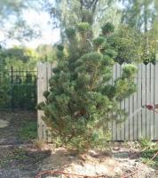 Сосна Обыкновенная Стрижка Pinus sylvestris 3m
