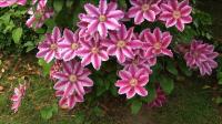 Clematis 'Nelly Moser' Клематис (цв.светло-розово-лиловые с розовой полосой,полутень,Дцв=15-20см,Н=2