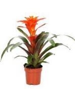 Гузмания Guzmania Фиеро D12