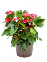 Anthurium Sierra