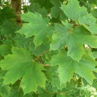 Acer platanoides