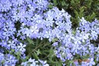 Флокс растопыренный Phlox divaricata (синий,V-VI,Н=30см) С1,5