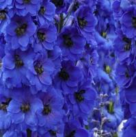 Дельфиниум 'Dark Blue'