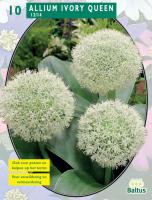 Алиум Allium Ivory Queen per 10