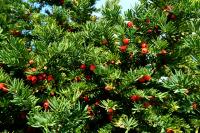 Тисс ягодный (Taxus baccata H=10м) 40-60 С7-С10