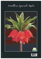 Fritillaria Imperialis Rubra (unpacked)