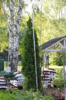 Туя западная Смарагд 280 см Thuja occidentalis 'Smaragd'