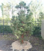 Сосна Обыкновенная NIVAKI Pinus sylvestris 300cm