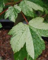 Acer pseudoplatanus Leopoldii