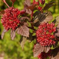 Пузыреплодник калинолистный (Physocarpus opulifolius Diable D'Or) C3