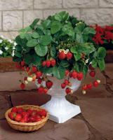 Клубника Fragaria Ananassa Ostara
