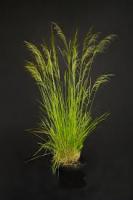 Луговик дернистый (Deschampsia cespitosa `Tautrager`) С3