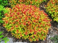 Спирея японская Spiraea japonica 'Goldflame' С5 (пурп-ал,VII-IX,Н=0.6-0.8м,В=0,6м