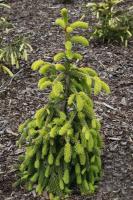 Ель обыкновенная (Picea abies 'Gold Drift') 30-40cm C5