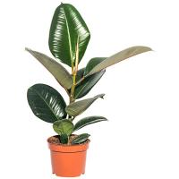 Фикус Ficus Elastica 'robusta' / A1
