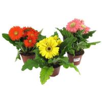 Гербера Gerbera Mix 12/30