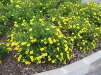 Лапчатка кустарниковая (Potentilla fruticosa Goldteppich Н50см,В60см,жёлтая)
