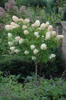 Гортензия метельчатая 'Limelight'