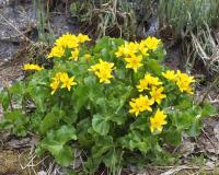 Калужница Caltha Polypetala