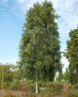 Betula pendula Fastigiata