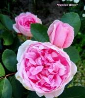 Роза канадская парковая Prairie Joy