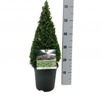 Самшит вечнозеленый (Buxus Sempervierens) Конус 50см С4