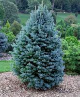 Пихта субальпийская (Abies lasiocarpa Compacta