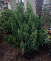 Можжевельник китайский (Juniperus chinensis 'Stricta' Н2.5м В1.5м) 120cm C15 D