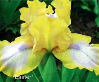 Ирис карликовый  Iris pumila 'Excelsa'