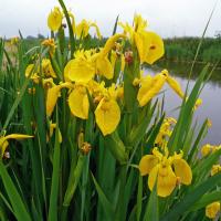 Ирис болотный Iris Pseudacorus (желтый)