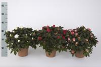 Азалия Rhodo Si Gem D11