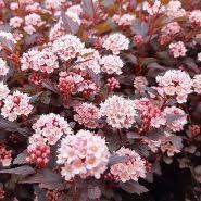 Physocarpus opulifolius 'Ledy in Red'