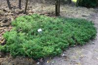 Можжевельник горизонтальный (Juniperus horizontalis Plumosa C3 Н=0,2м,В=2м,хв.ярко-голуб