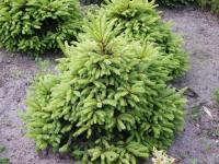Ель обыкновенная Picea abies Ohlendorffii Н-6-8м В-3-4м