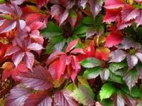 Виноград девичий пятилисточковый (Parthenocissus quinquefolia var. murorum)(С3) ver